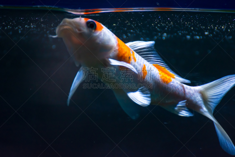鱼类,金鱼,水族馆,伊乐藻属植物,人工饲养动物,棉,尼泊尔,动物,水下,白色