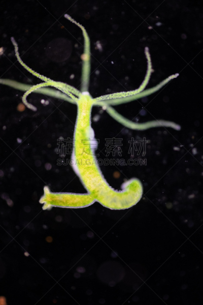 动物,刺胞动物,水熄虫,水蛭,显微镜,在下面,教室,清新,小的,教育