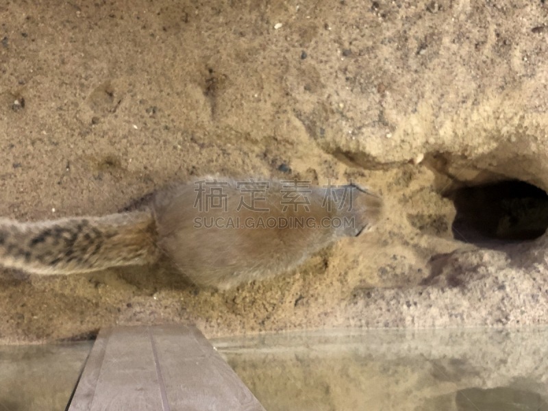 动物,熊,野外动物,海岛猫鼬,猴子,可爱的,野生动物,非洲象,狮子,北极熊
