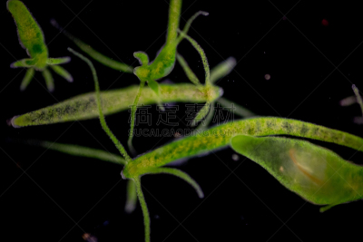动物,刺胞动物,水熄虫,水蛭,显微镜,在下面,教室,清新,小的,教育