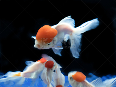 丹顶鹤,金鱼,宠物,鱼缸,水族馆,人工饲养动物,图像,美,生物,无人