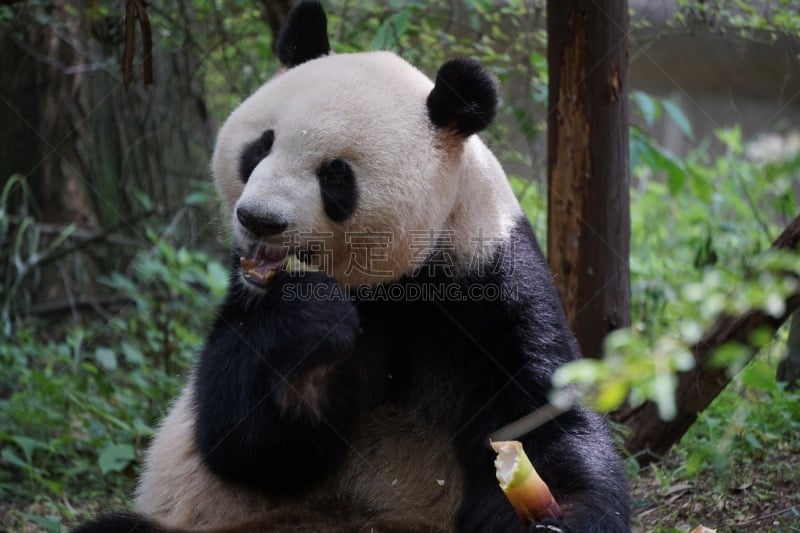 饥饿的,熊猫,可爱的,濒危物种,食品,野生动物,哺乳纲,生物,动物,中国