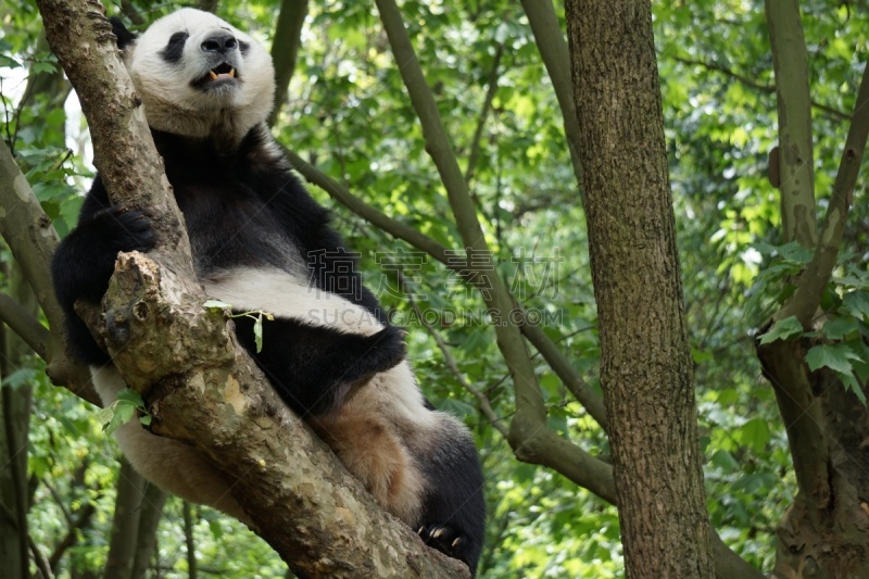 熊猫,可爱的,濒危物种,野生动物,哺乳纲,一只动物,动物,中国,熊,户外