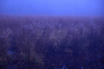黎明,湿地,环境,云,水面,自然美,宫城县栗原市,鸟类,丘陵鹅,湖