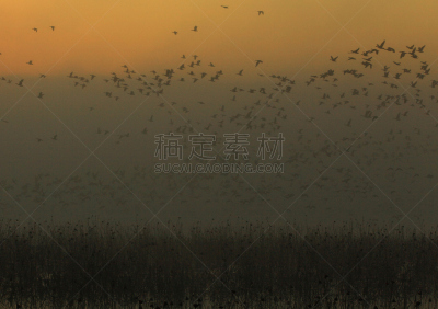黎明,湿地,环境,云,水面,自然美,宫城县栗原市,鸟类,丘陵鹅,湖