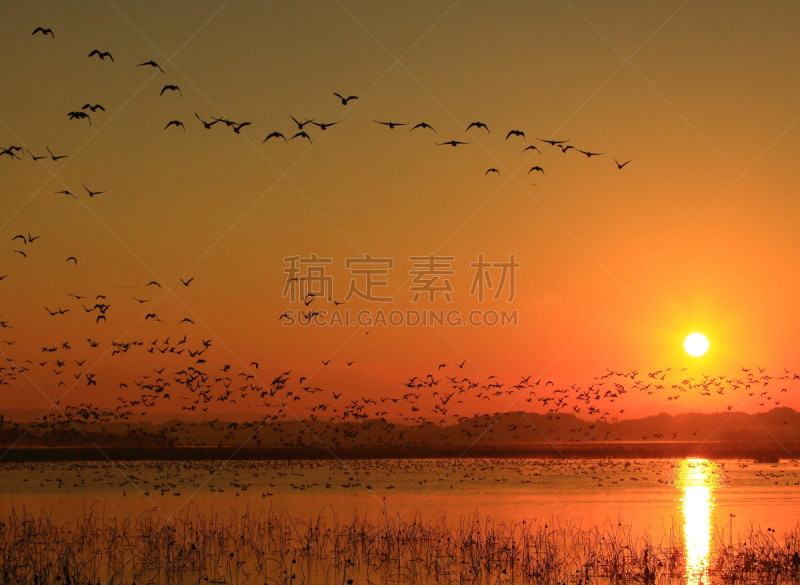 黎明,湿地,环境,云,水面,自然美,宫城县栗原市,鸟类,丘陵鹅,湖