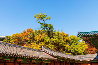 韩国,建筑外部,秋天,叶子,多色的,传统,屋顶,首尔,昌德宫