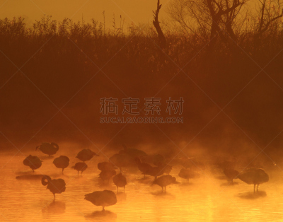 黎明,湿地,环境,云,水面,自然美,宫城县栗原市,鸟类,丘陵鹅,湖