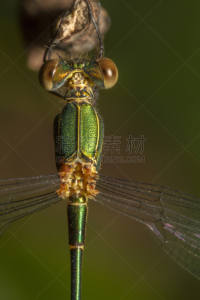 豆娘,昆虫,祖母绿,南,自然,阿尔加威,垂直画幅,野生动物,图像,翅膀