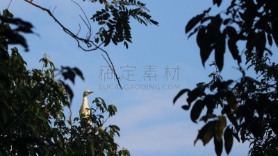 白鹭,印度尼西亚,苍鹭,非凡的,生物学,野生动物,鹭科,自然美,动物,生物学家