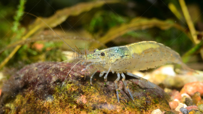 淡水,热带气候,水族馆,虾,立陶宛共和国,人工饲养动物,食品,樱桃,魟鱼,鲨鱼