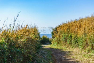 富士山,神奈川县,小路,岛,野餐,著名景点,户外活动,植物,休闲活动,户外