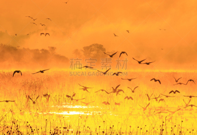 早晨,izunuma,水,天空,水平画幅,无人,鸟类,野外动物,沼泽,户外
