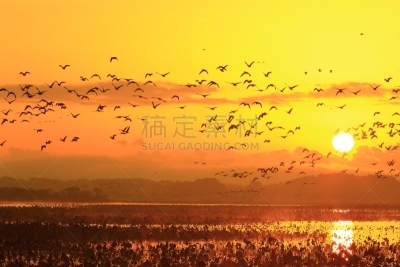 izunuma,黎明,环境,荷花,天鹅,水面,自然美,宫城县栗原市,鸟类,丘陵鹅