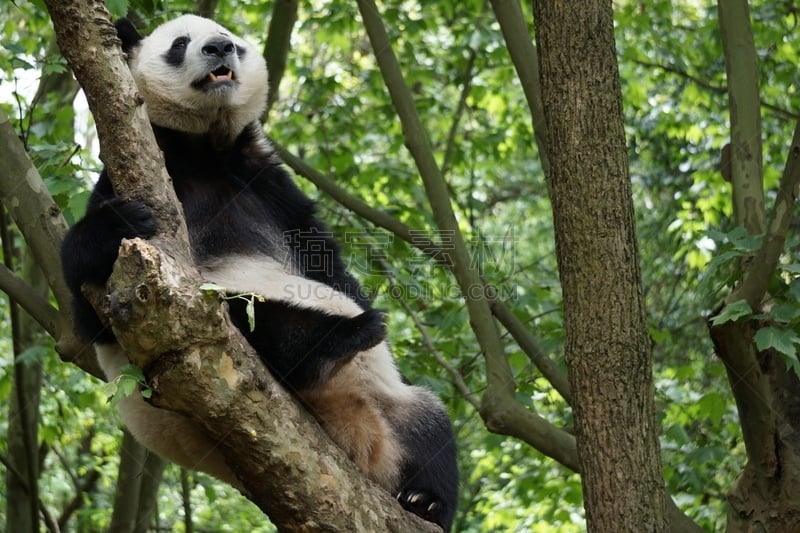 熊猫,可爱的,濒危物种,野生动物,哺乳纲,一只动物,动物,中国,熊,户外