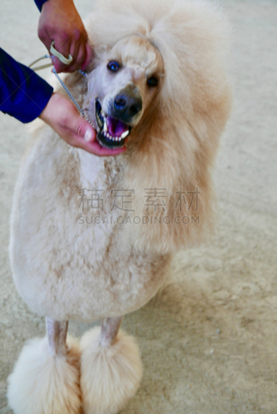 贵宾犬,训服,遛狗师,纯种犬,宠物项圈,受过训练的狗,狗,个人卫生用品,与众不同