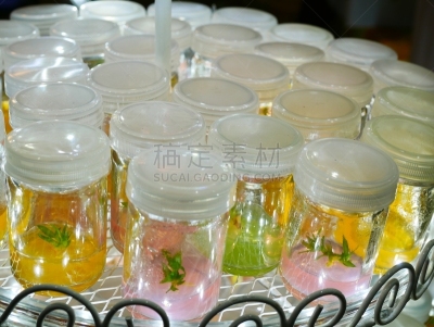 植物,特写,微生物,农业,瓶盖,月,科学实验,热带气候,技术,泰国
