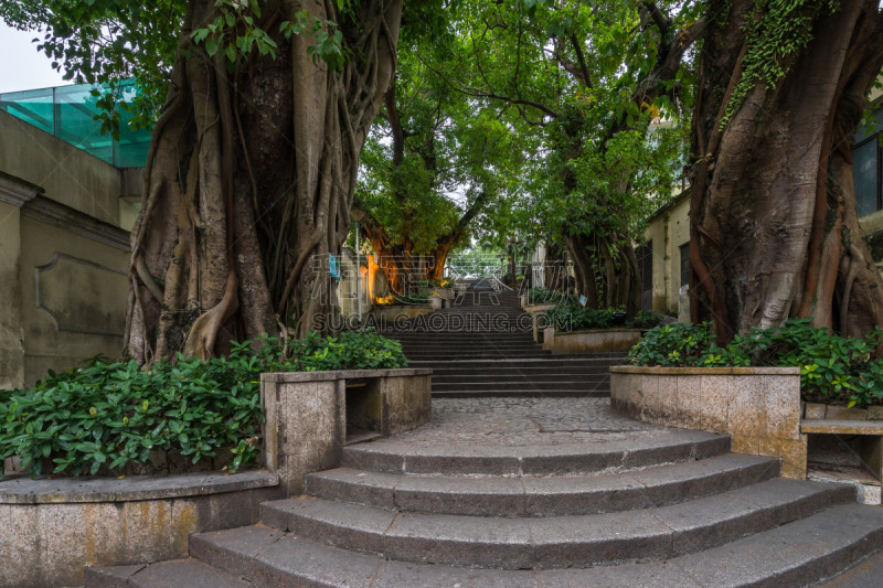 楼梯,乡村,古树,风景,与众不同,旅行者,地形,户外,多色的,绿色