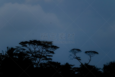 白鹭,印度尼西亚,苍鹭,非凡的,生物学,野生动物,鹭科,自然美,动物,生物学家