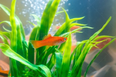 水下,植物,水族馆,鲑,新生活,鱼缸,绿色,小的,自然,水