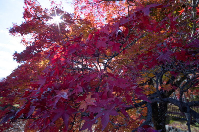 Maple leaf in autumn season in Kyoto, japan