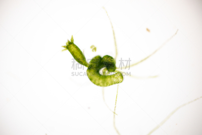 动物,刺胞动物,水熄虫,水蛭,显微镜,小的,在下面,清新,水彩画颜料,教育