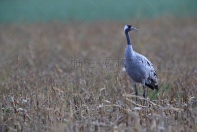 梅克伦堡前波莫瑞州,田地,鹤,德国,野生动物,灰色,动物家庭,翅膀,动物,鸟类