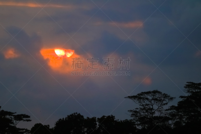 白鹭,印度尼西亚,苍鹭,非凡的,生物学,野生动物,鹭科,自然美,动物,生物学家