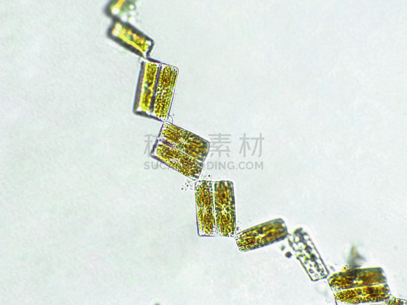 放大效果,在下面,生物燃料,显微镜,科学实验,生物课,细胞,池塘,细胞核,硅藻属