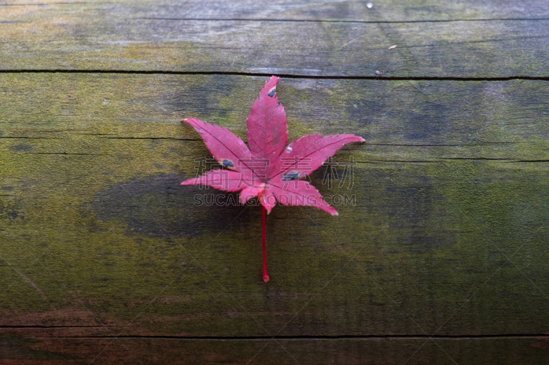 Maple leaf in autumn season in Kyoto, japan