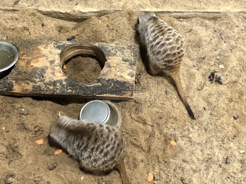 动物,熊,野外动物,海岛猫鼬,猴子,可爱的,野生动物,非洲象,狮子,北极熊