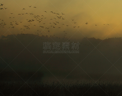 黎明,湿地,环境,云,水面,自然美,宫城县栗原市,鸟类,丘陵鹅,湖