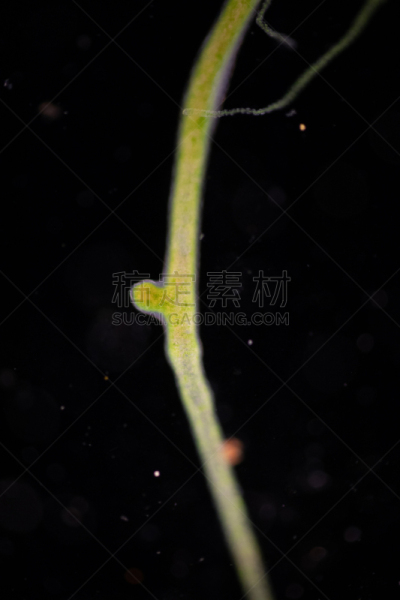 显微镜,水蛭,动物,水熄虫,刺胞动物,小的,清新,教室,水彩画颜料,教育