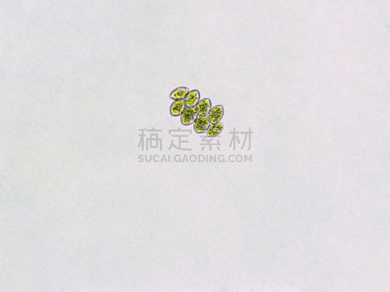 藻类,在下面,放大效果,信笺针,生物燃料,显微镜,科学实验,生物课,细胞,池塘