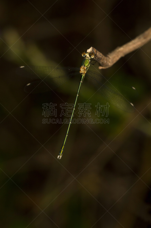 豆娘,昆虫,南,祖母绿,自然,阿尔加威,垂直画幅,野生动物,图像,翅膀