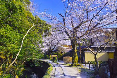 小路,摄像机拍摄角度,风景,哲学家,传统,国内著名景点,哲学之道,著名景点,吉野樱花,春天