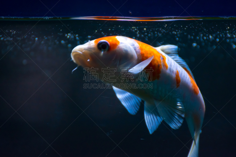 鱼类,金鱼,水族馆,伊乐藻属植物,人工饲养动物,棉,尼泊尔,动物,水下,白色
