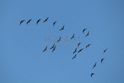 黑雁,一群鸟,春天,雁属,天空,蓝色,白色,野外动物,飞