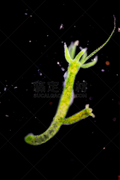显微镜,水蛭,动物,水熄虫,刺胞动物,小的,清新,教室,水彩画颜料,教育