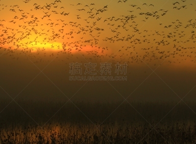 黎明,湿地,环境,云,水面,自然美,宫城县栗原市,鸟类,丘陵鹅,湖