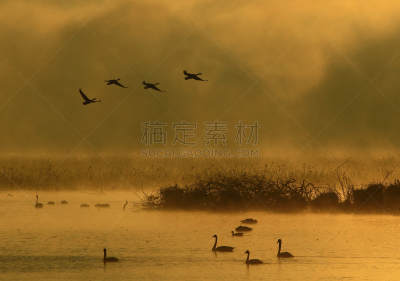 黎明,湿地,环境,云,水面,自然美,宫城县栗原市,鸟类,丘陵鹅,湖