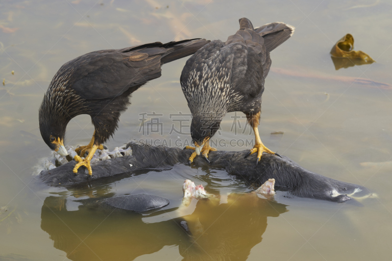 条纹长腿兀鹰,动物食性,福克兰群岛,野生动物,死的,大西洋,哺乳纲,象,老鹰,动物