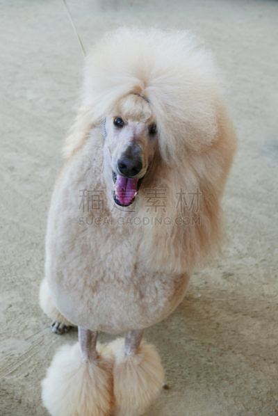 贵宾犬,训服,遛狗师,纯种犬,宠物项圈,受过训练的狗,狗,个人卫生用品,与众不同