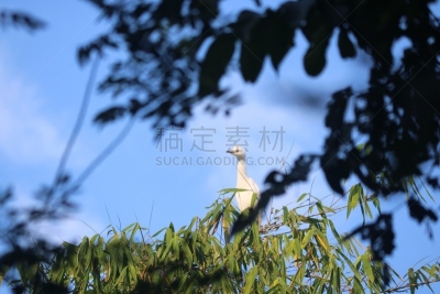 白鹭,印度尼西亚,苍鹭,非凡的,生物学,野生动物,鹭科,自然美,动物,生物学家
