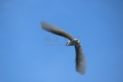 白鹭,印度尼西亚,苍鹭,非凡的,生物学,野生动物,鹭科,自然美,动物,生物学家