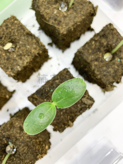 植物,马来西亚,实验室,白色背景,吉隆坡,微生物,生物学,农业,专门技术,生物科技
