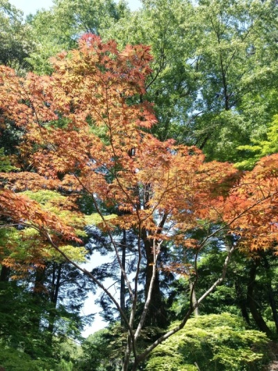 日本,茶,高速列车,著名景点,自然美,动物,春天,京都市,住宅内部,富士山