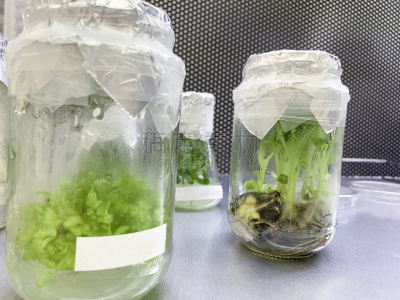 植物,马来西亚,实验室,微生物,吉隆坡,生物学,农业,专门技术,生物科技,科学实验
