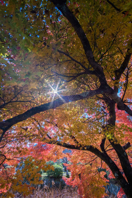 Maple leaf in autumn season in Kyoto, japan