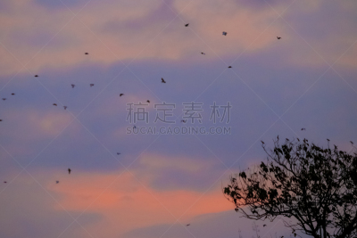白鹭,印度尼西亚,苍鹭,非凡的,生物学,野生动物,鹭科,自然美,动物,生物学家